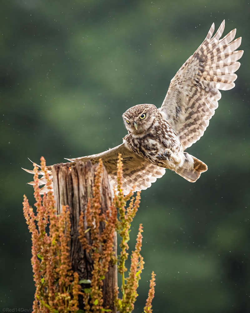 Kuwait Bird Photography by Ali Abdulraheem