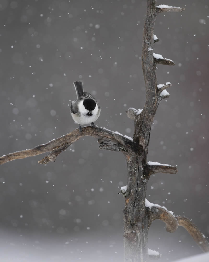 Kuwait Bird Photography by Ali Abdulraheem