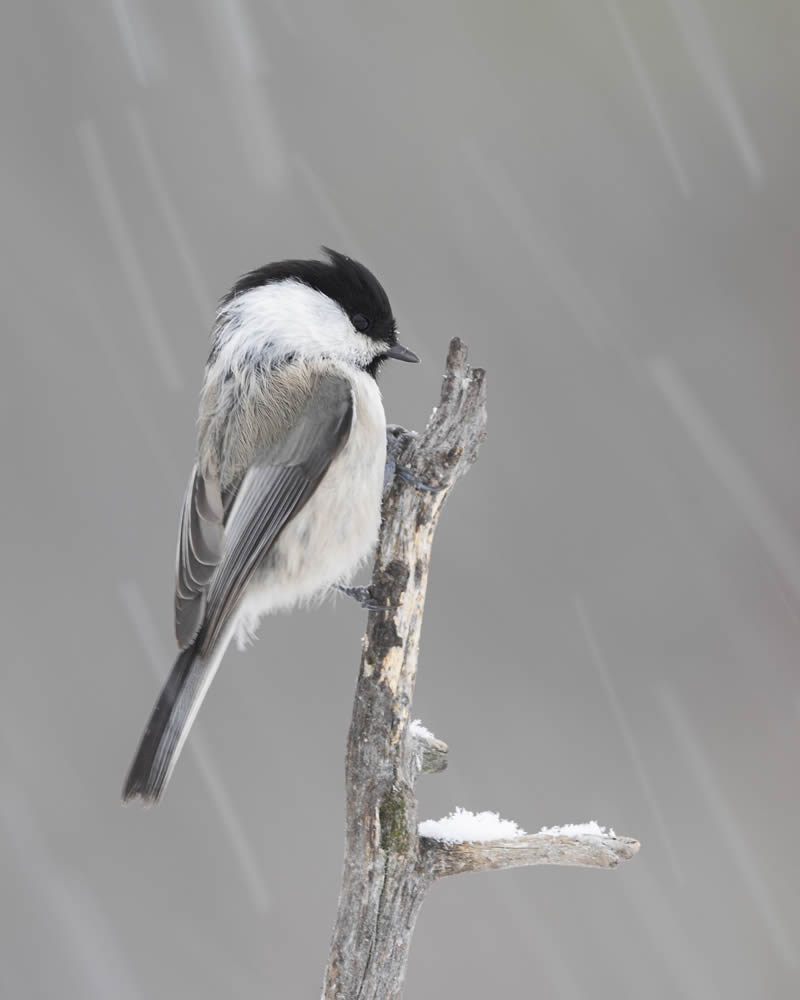 Kuwait Bird Photography by Ali Abdulraheem