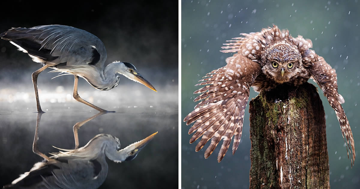 Kuwaiti Photographer Ali Abdulraheem Captures Breathtaking Bird Photos In Their Natural Habitat