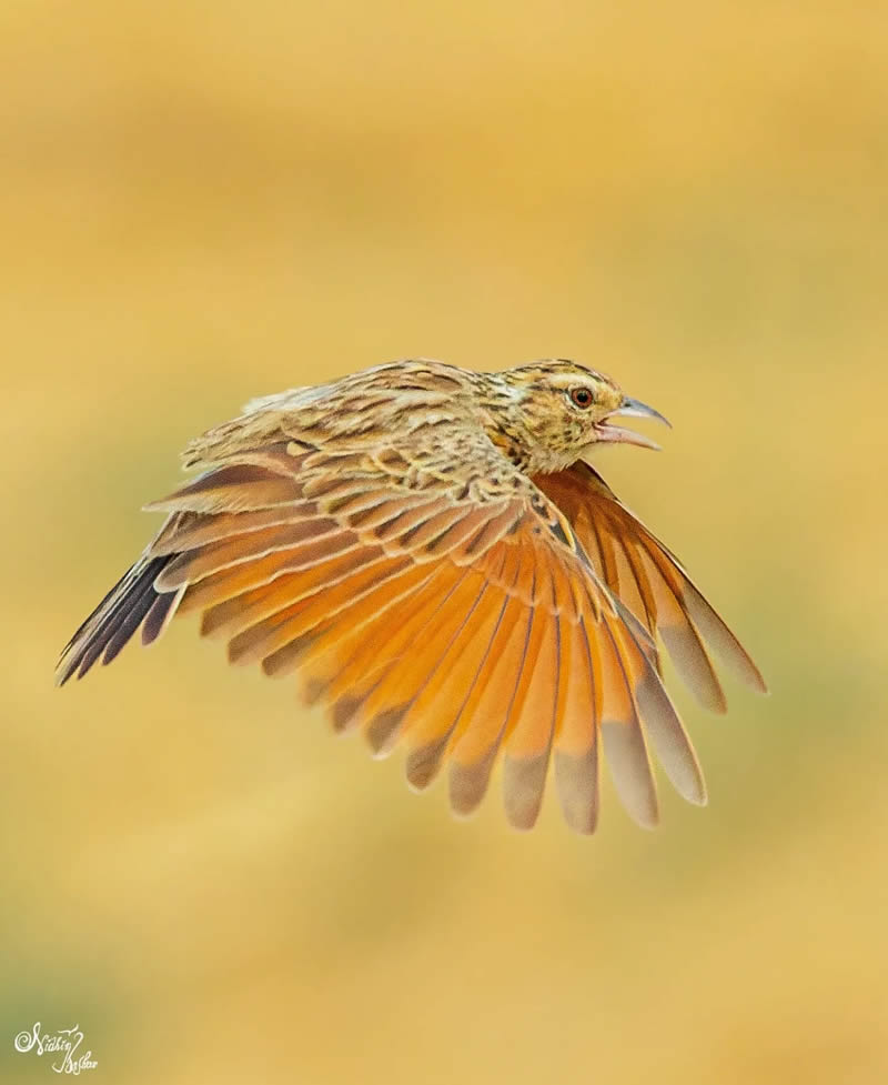 Indian Bird Photography by Nidhin Basheer