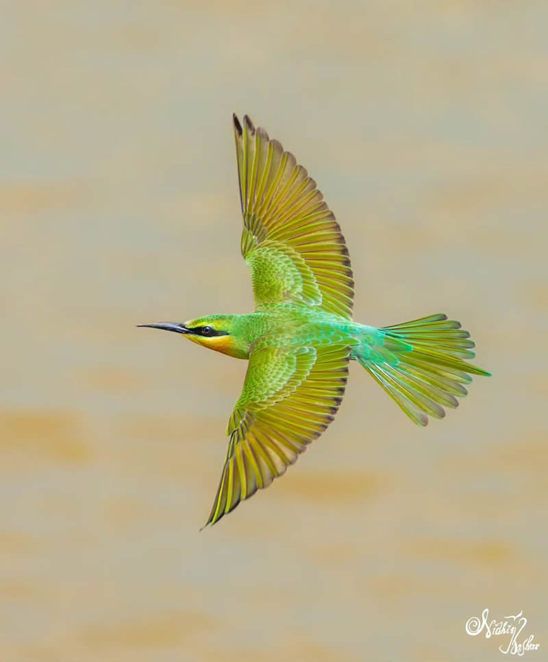 Indian Bird Photography by Nidhin Basheer