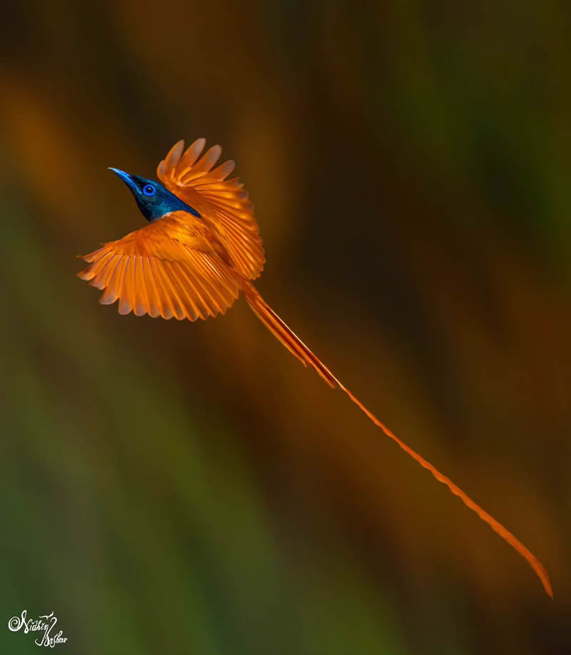 Indian Bird Photography by Nidhin Basheer