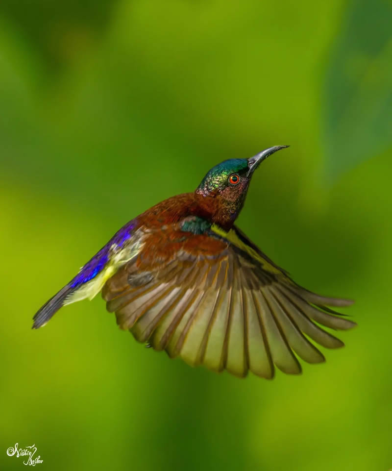 Indian Bird Photography by Nidhin Basheer