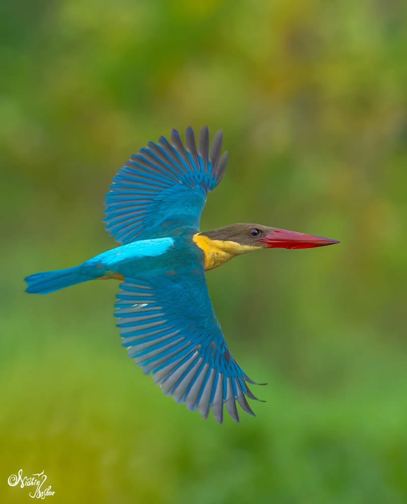 Indian Bird Photography by Nidhin Basheer