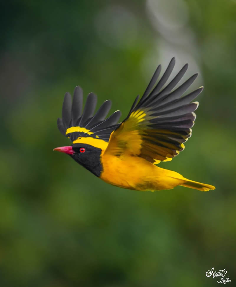 Indian Bird Photography by Nidhin Basheer