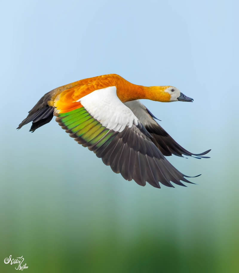 Indian Bird Photography by Nidhin Basheer