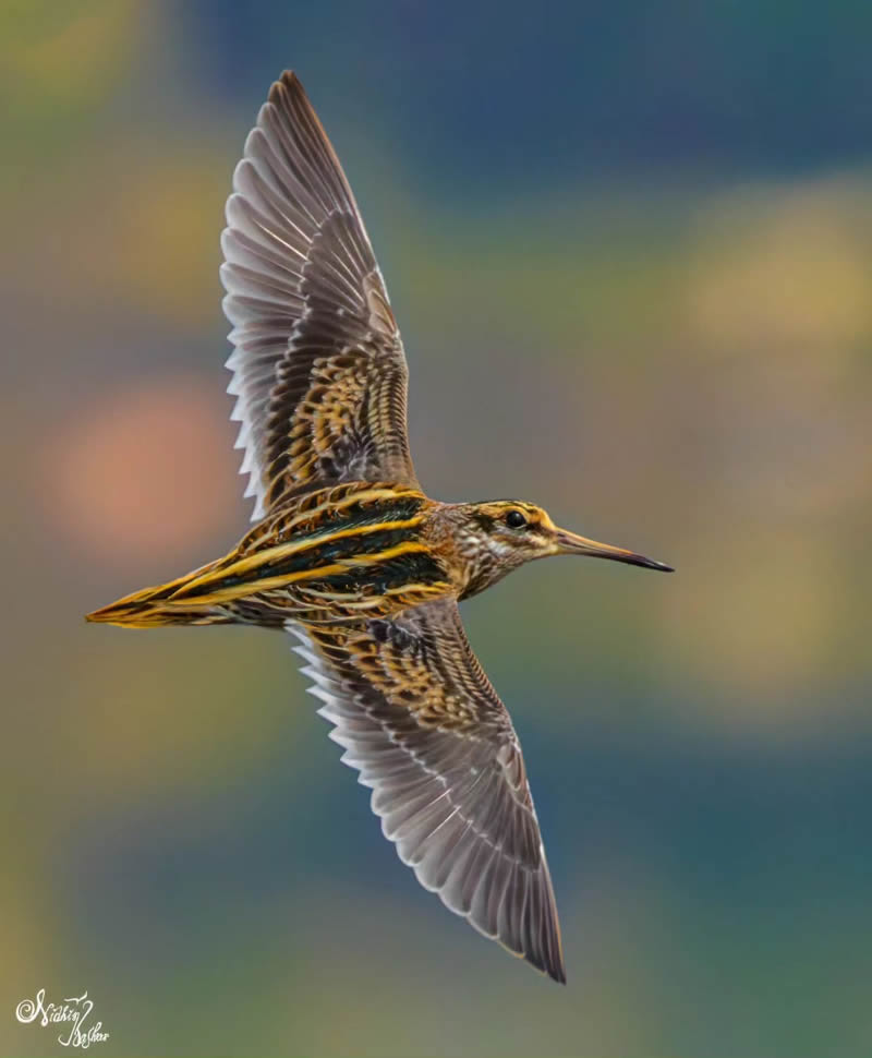 Indian Bird Photography by Nidhin Basheer