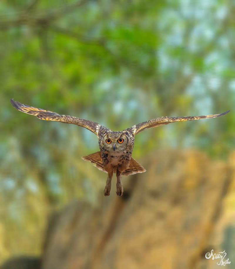 Indian Bird Photography by Nidhin Basheer