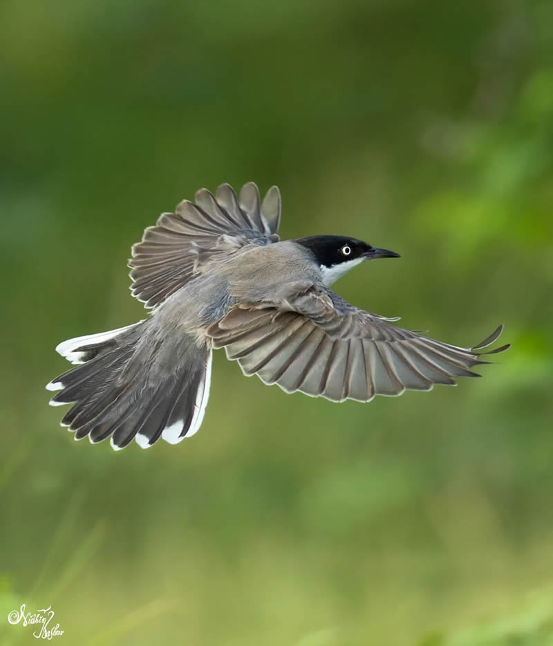 Indian Bird Photography by Nidhin Basheer