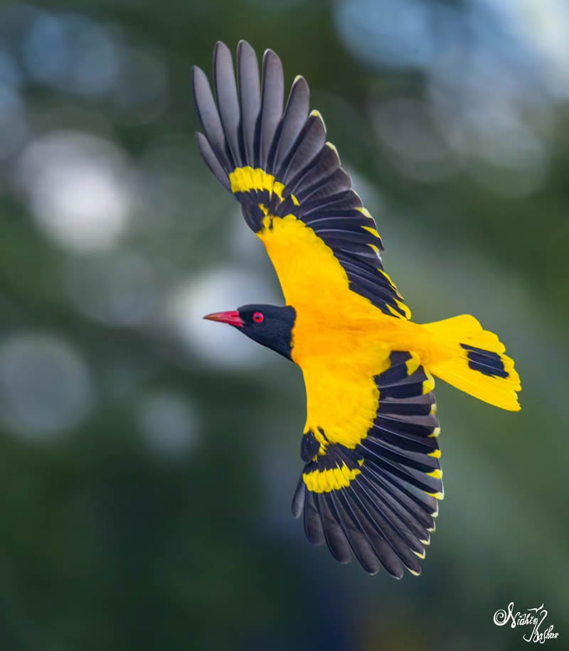 Indian Bird Photography by Nidhin Basheer