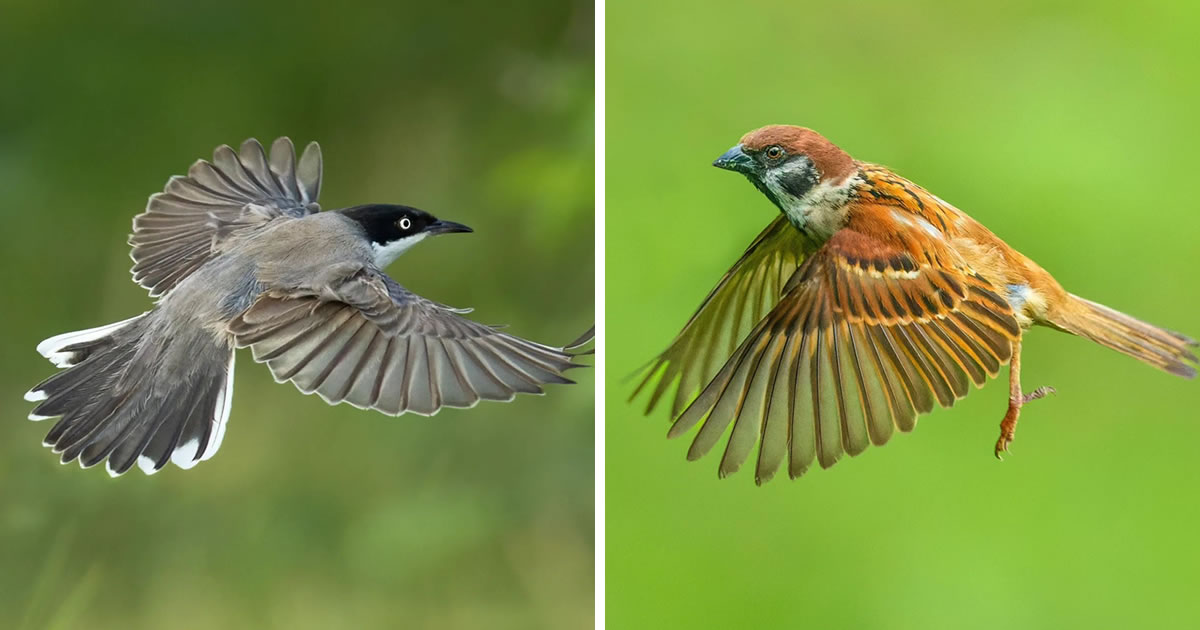 Indian Photographer Nidhin Basheer Captures Breathtaking Bird Photos in Action