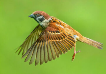 Indian Bird Photography by Nidhin Basheer