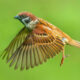 Indian Bird Photography by Nidhin Basheer