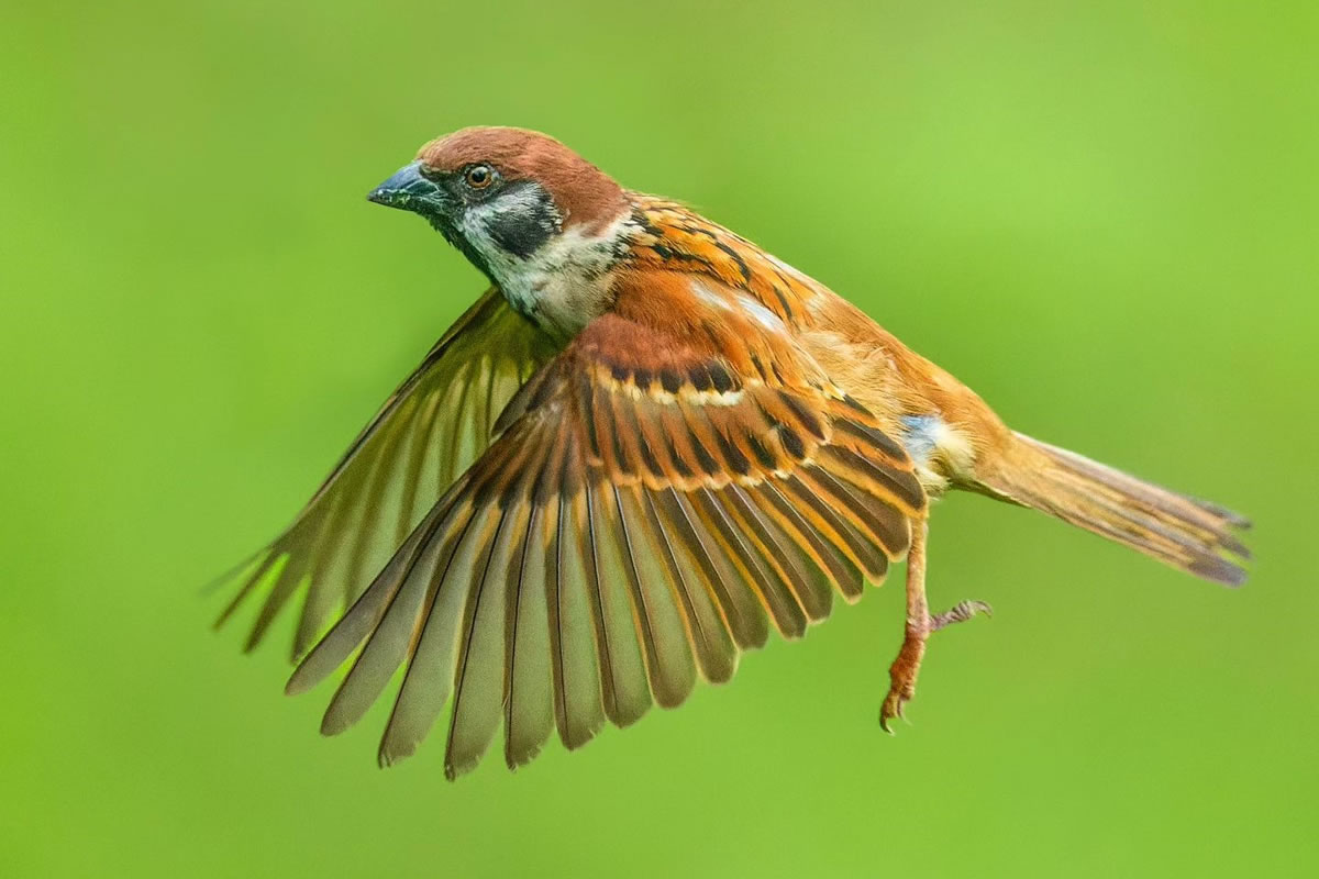 Indian Bird Photography by Nidhin Basheer