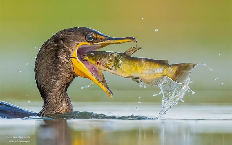 Canada Bird Photography Salman Ahmad