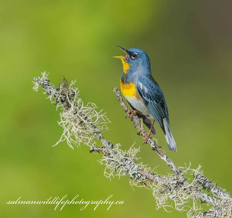 Canada Bird Photography Salman Ahmad