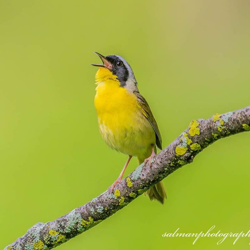 Canada Bird Photography Salman Ahmad