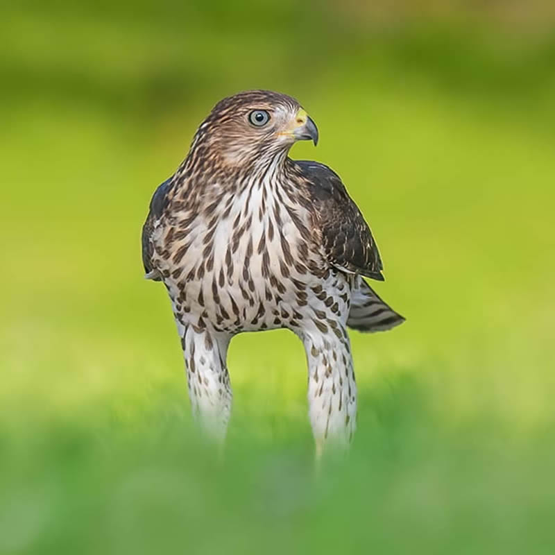 Canada Bird Photography Salman Ahmad