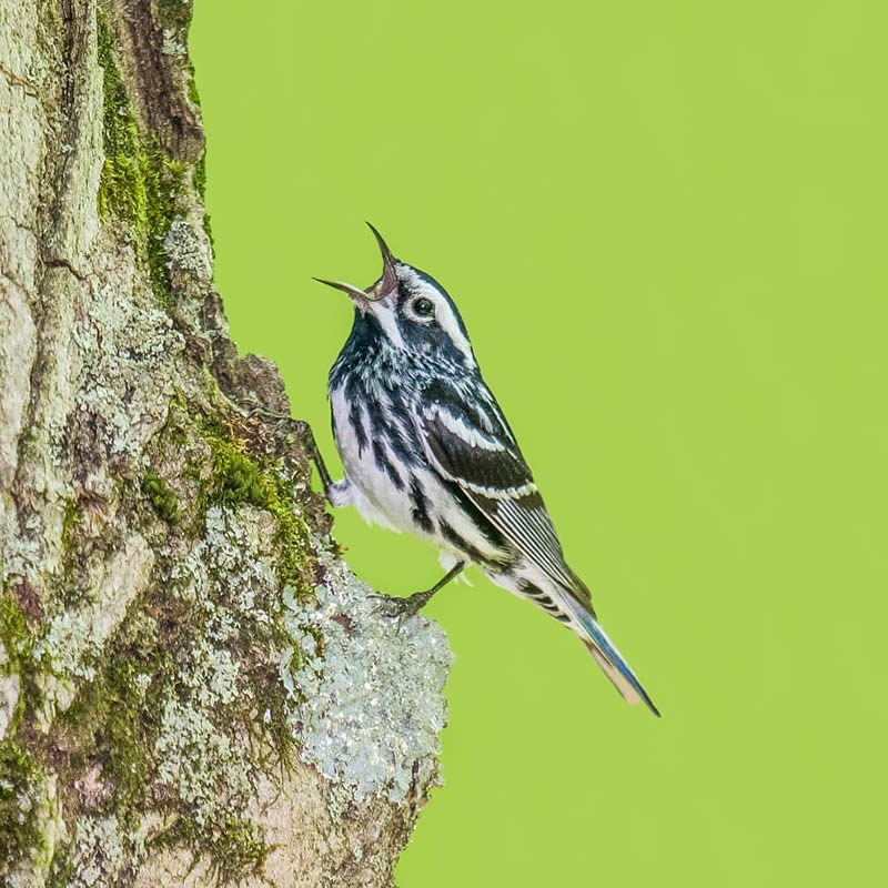 Canada Bird Photography Salman Ahmad