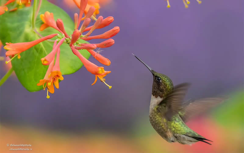 Canada Bird Photography Salman Ahmad