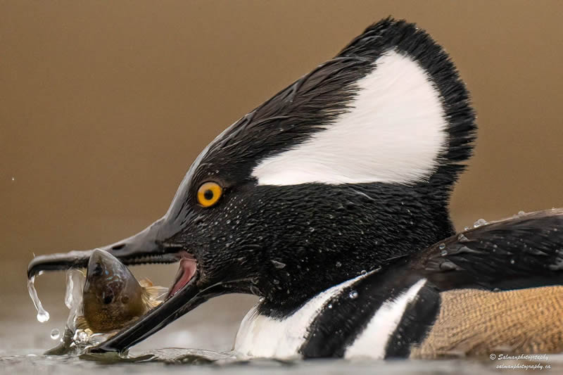 Canada Bird Photography Salman Ahmad