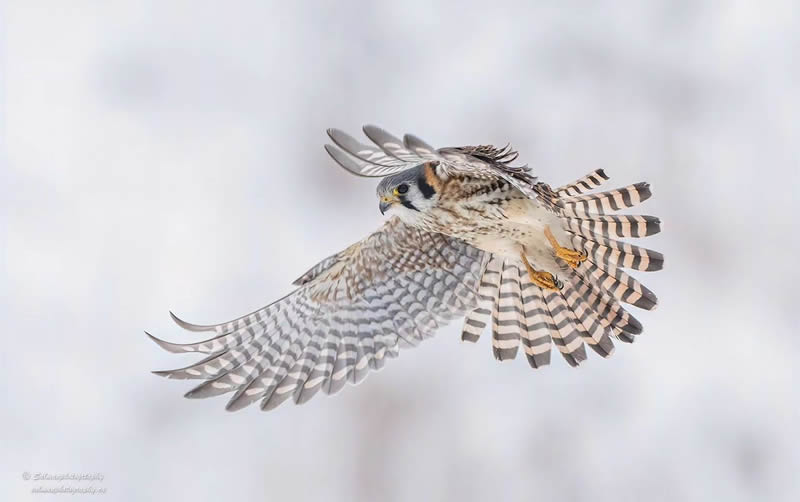 Canada Bird Photography Salman Ahmad