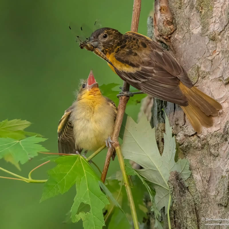 Canada Bird Photography Salman Ahmad