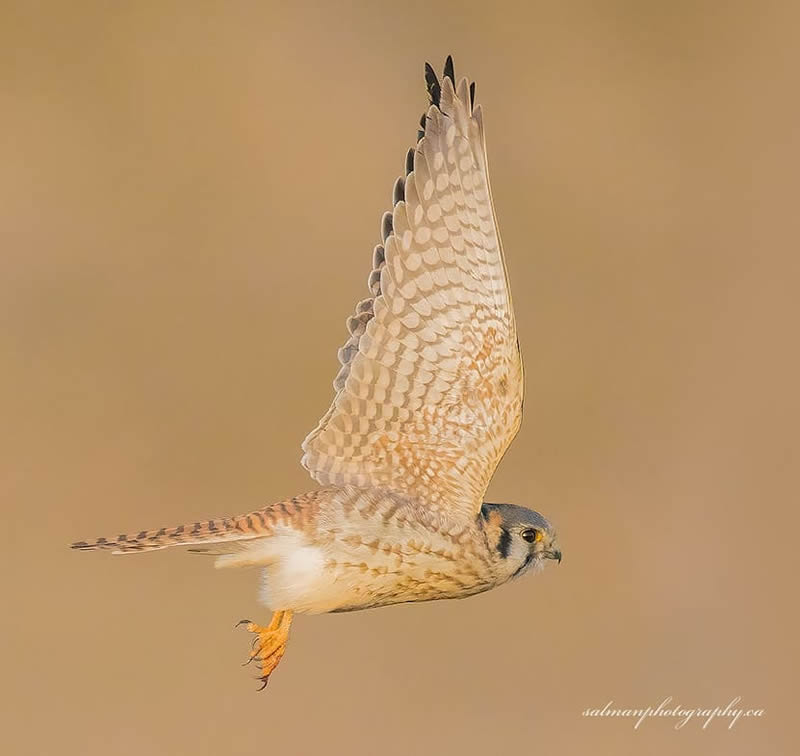 Canada Bird Photography Salman Ahmad