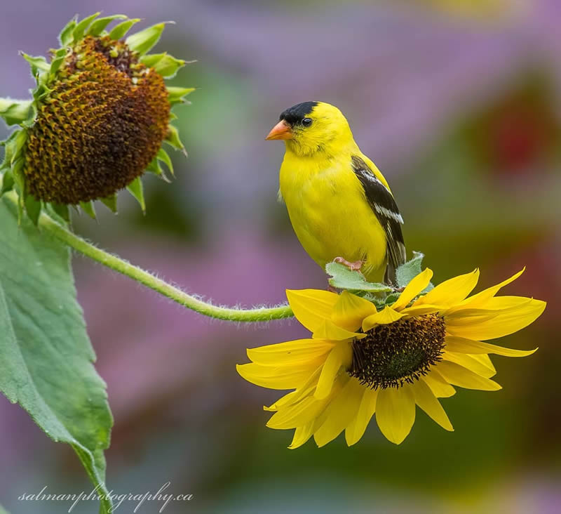 Canada Bird Photography Salman Ahmad