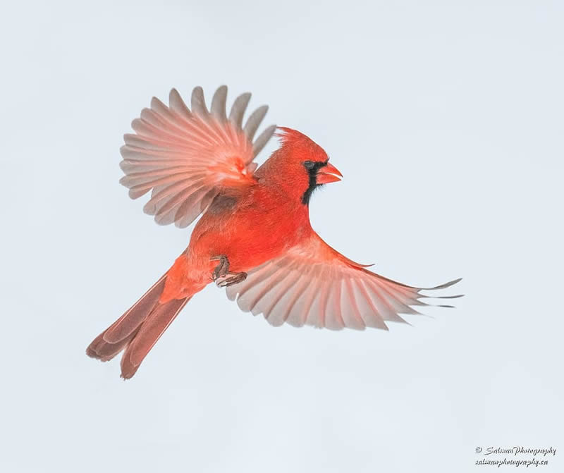 Canada Bird Photography Salman Ahmad