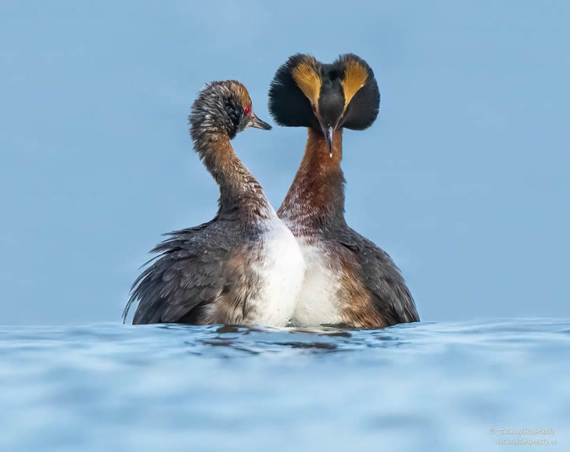 Canada Bird Photography Salman Ahmad