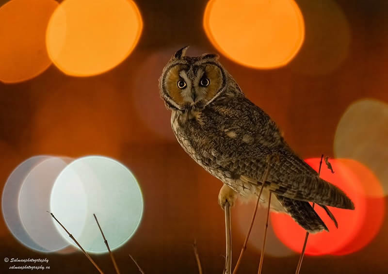 Canada Bird Photography Salman Ahmad