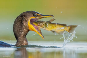 Capturing Elegance in Flight: Stunning Bird Photography by Canadian Photographer Salman Ahmad