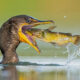 Canada Bird Photography Salman Ahmad