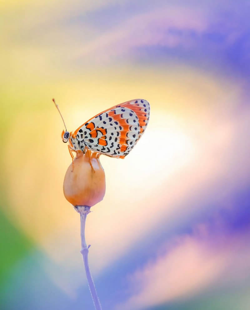 Butterfly Macro Photography by Andreas Bartoldus