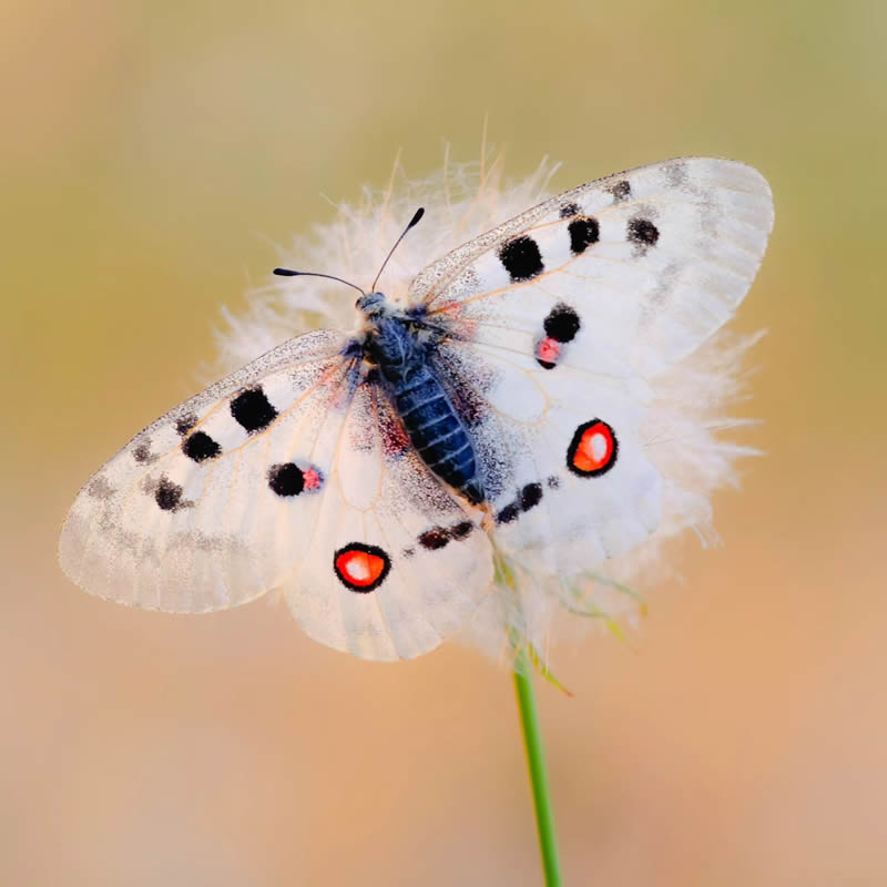 Butterfly Macro Photography by Andreas Bartoldus