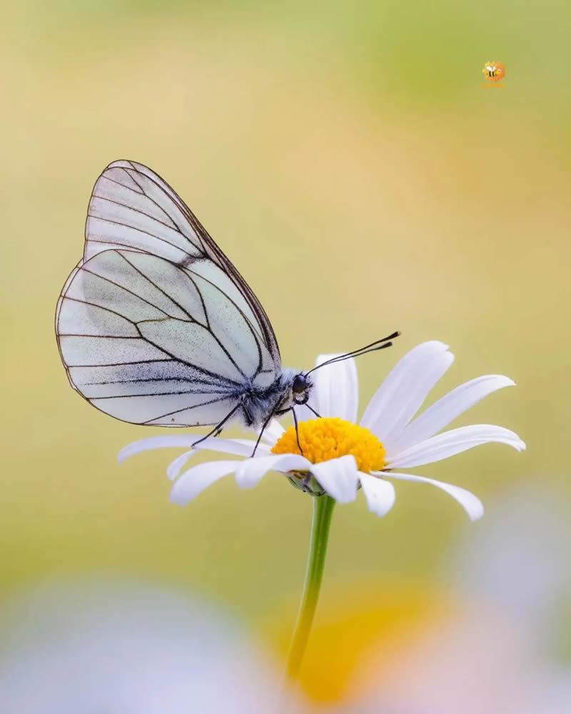 Butterfly Macro Photography by Andreas Bartoldus