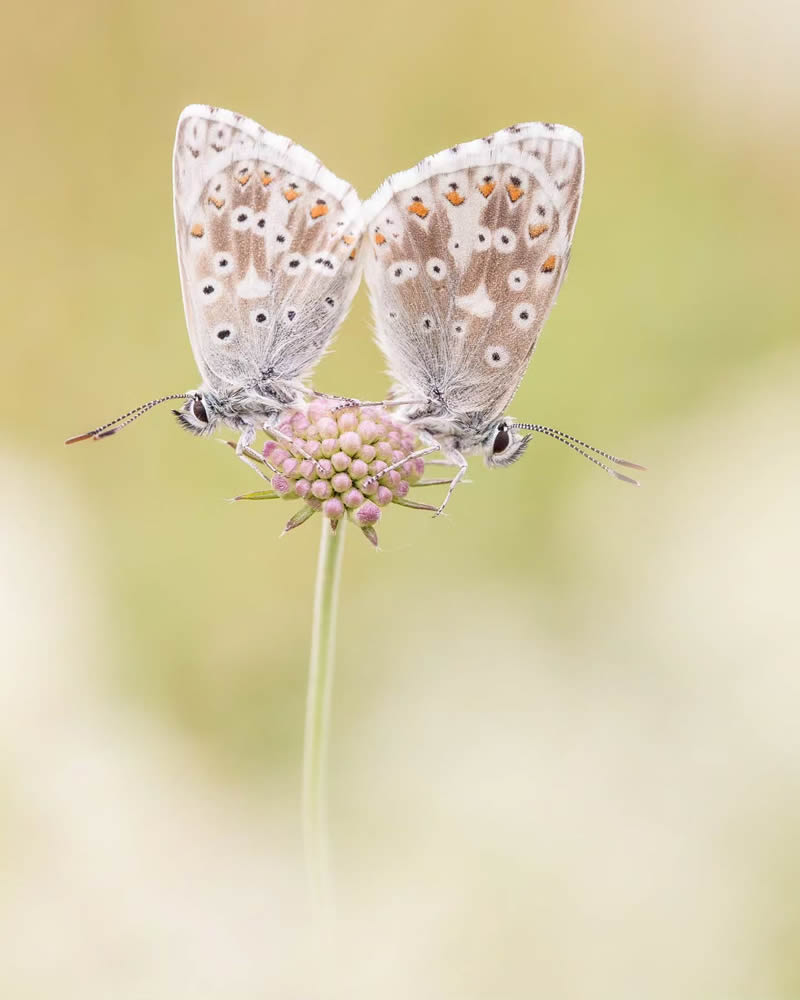 Butterfly Macro Photography by Andreas Bartoldus