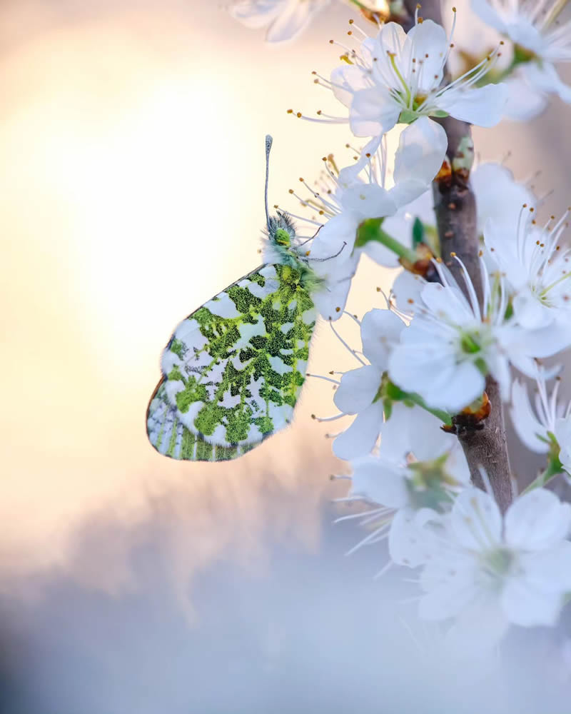 Butterfly Macro Photography by Andreas Bartoldus