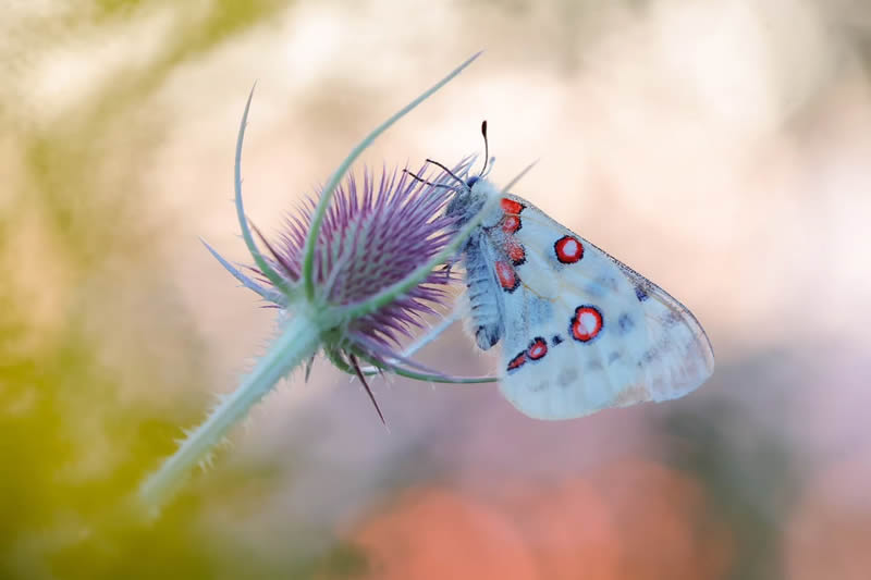 Butterfly Macro Photography by Andreas Bartoldus