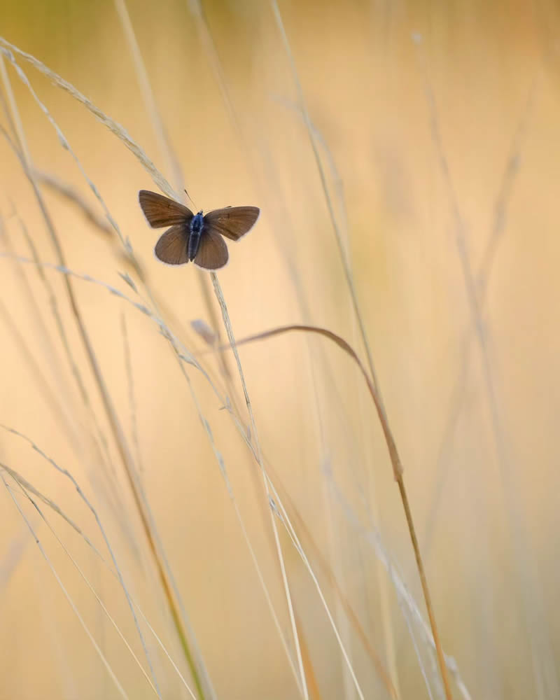 Butterfly Macro Photography by Andreas Bartoldus