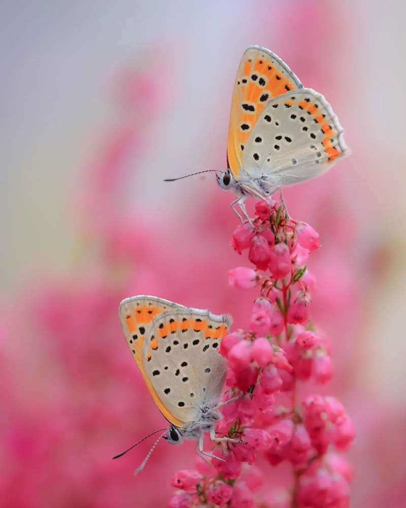 Butterfly Macro Photography by Andreas Bartoldus