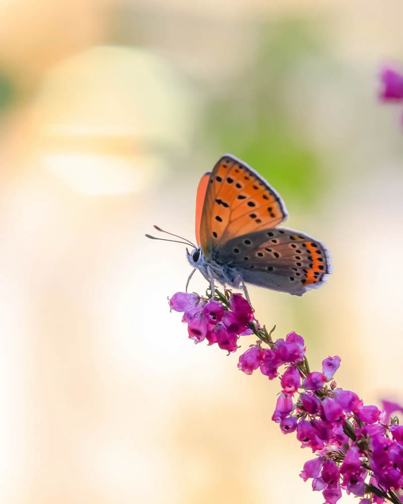 Butterfly Macro Photography by Andreas Bartoldus