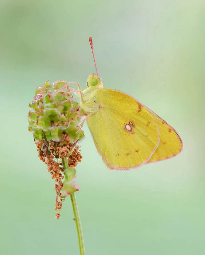 Butterfly Macro Photography by Andreas Bartoldus