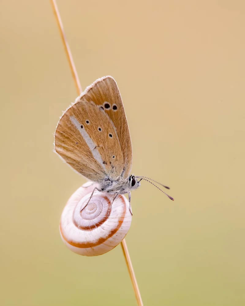 Butterfly Macro Photography by Andreas Bartoldus