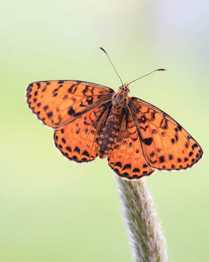 Butterfly Macro Photography by Andreas Bartoldus