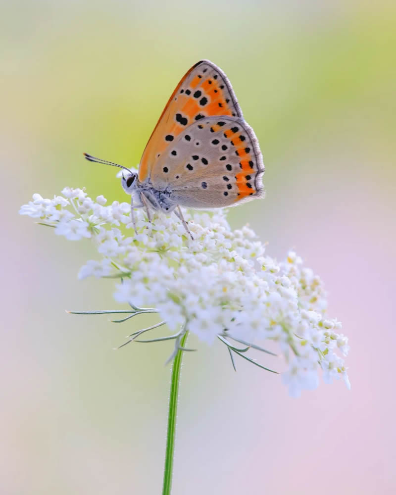 Butterfly Macro Photography by Andreas Bartoldus