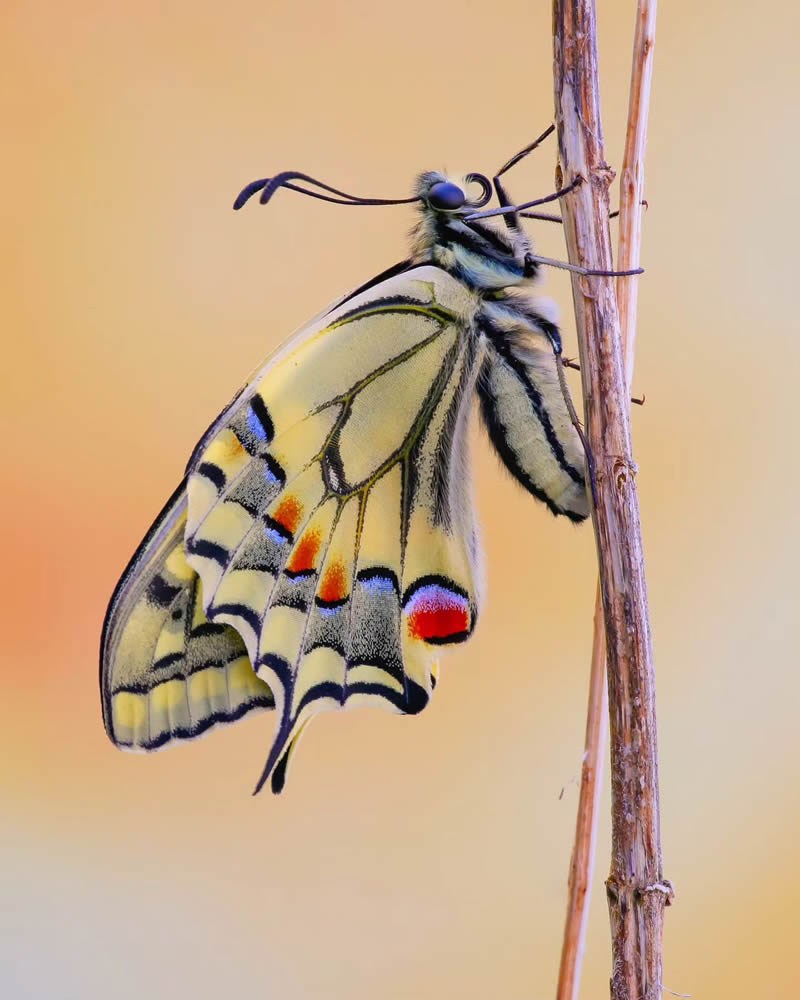 Butterfly Macro Photography by Andreas Bartoldus