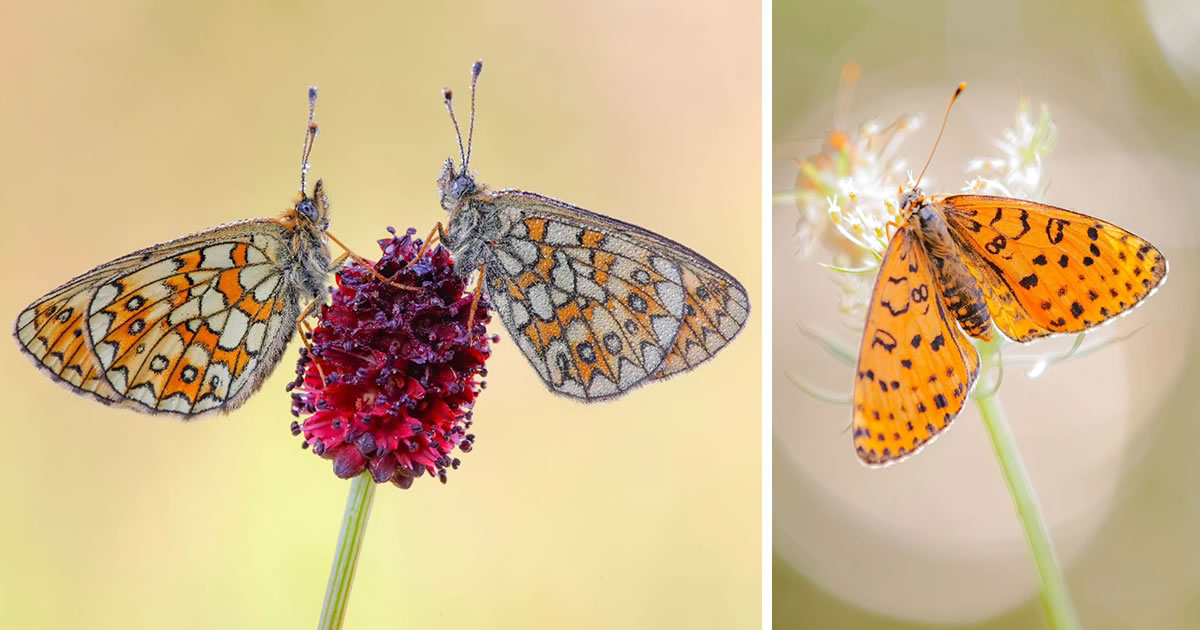 Nature Photographer Andreas Bartoldus Captures Mesmerizing Macro Photos Of Butterflies